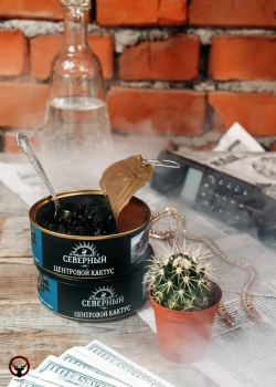 Северный Центровой кактус 25гр