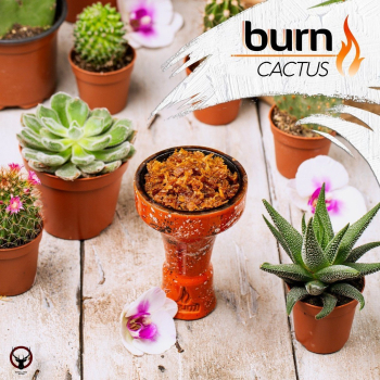 Burn Cactus 25гр